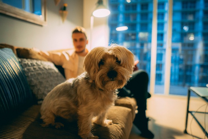 Psík v byte